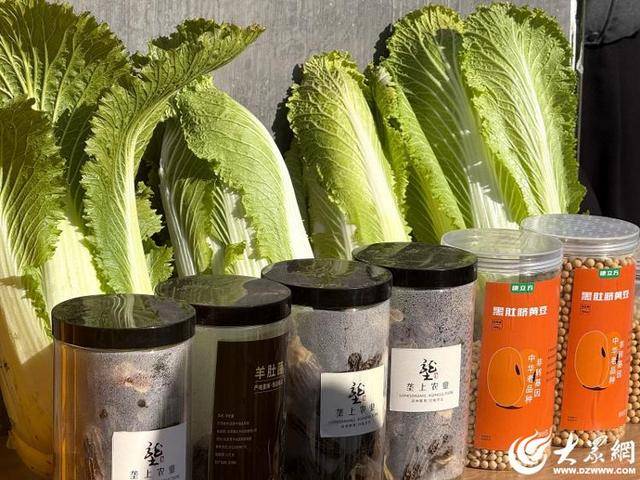 皇冠信用平台出租
_山东青岛：全国首批“板蓝根白菜”喜获丰收皇冠信用平台出租
，正式上市！首批10万棵已被上海采购商“包圆”